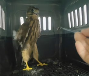 N0405003_A kind woman rescued an injured kestrel chick, and then…PART 2