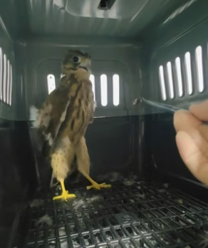 N0405003_A kind woman rescued an injured kestrel chick, and then…PART 2