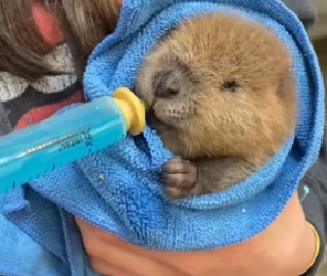 N0405004_A kind family rescued a beaver that was trapped, and then…PART 2