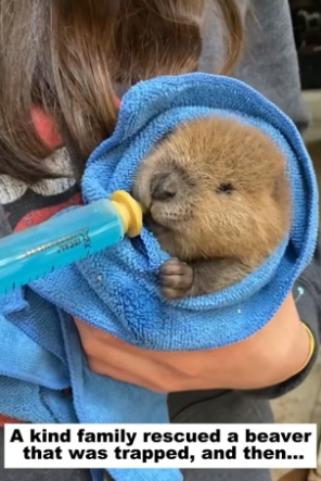 N0405004_A kind family rescued a beaver that was trapped, and then…PART 2