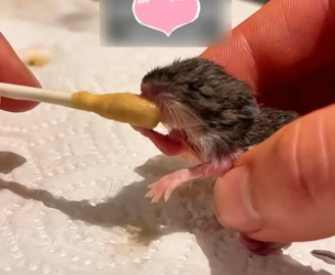 B1305005_A kind man rescued a tiny mouse drowning in a pool and gave her a new life PART 2