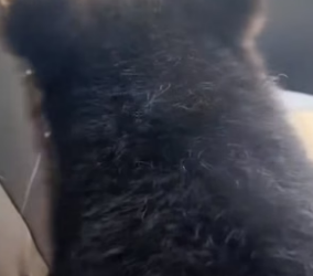 T1105010_Rescue a baby bear PART 2