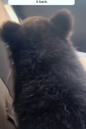 T1105010_Rescue a baby bear PART 2