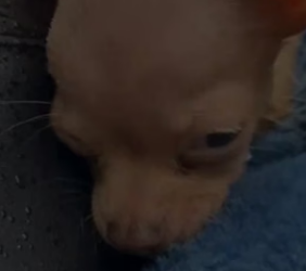 S1105019_Blind Chihuahua is Rejected By Others Dogs In Shelter #wholesome #animals_part2