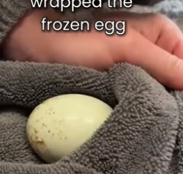 S1105013_My French Bulldog Saves A Frozen Egg PART 2