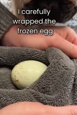 S1105013_My French Bulldog Saves A Frozen Egg PART 2