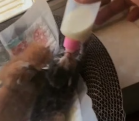 P1305010_J’adopte trois bébés chatons qui ont étaient abandonné dans mon jardin ��� PART 2