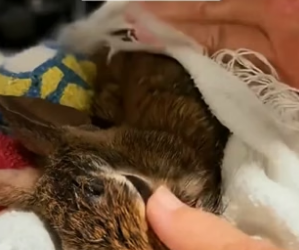 P1305009_Je sauve un lapin tombé dans ma piscine mais je pensais pas qu’il pèserai40 kilos plus tard �� PART 2