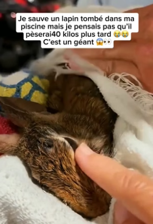 P1305009_Je sauve un lapin tombé dans ma piscine mais je pensais pas qu’il pèserai40 kilos plus tard �� PART 2