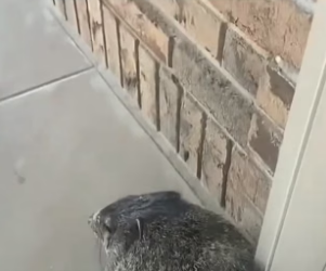 P1305008_Je trouve une marmotte coincé dans  le local poubelle de mon quartier et je l’apprivoise �� PART 2