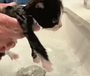 B1305014_This couple rescued a lost kitten in the rain and gave it a loving home PART 2