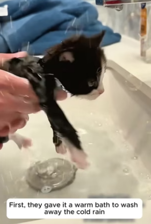 B1305014_This couple rescued a lost kitten in the rain and gave it a loving home PART 2