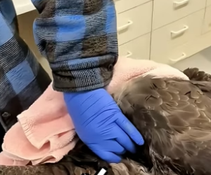 B1305015_A kind family rescued an injured bald eagle and then this happened PART 2