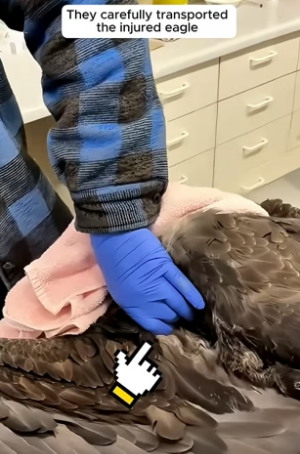 B1305015_A kind family rescued an injured bald eagle and then this happened PART 2