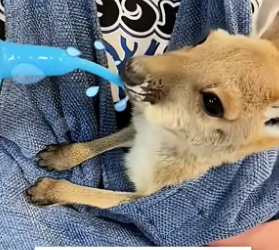 B1305016_A kind man rescued a orphaned baby kangaroo and raised it with love PART 2