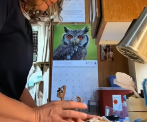 B1305018_A kind woman rescued a helpless barn owl after a fierce battle PART 2