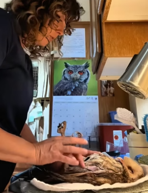 B1305018_A kind woman rescued a helpless barn owl after a fierce battle PART 2