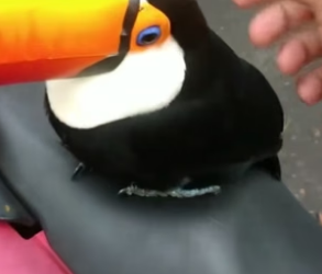 N0405010_A kind man rescued a trapped toucan on his journey, and then…PART 2