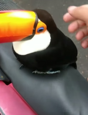 N0405010_A kind man rescued a trapped toucan on his journey, and then…PART 2