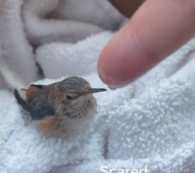 N0405009_A kind man rescued a weak baby hummingbird and then…PART 2