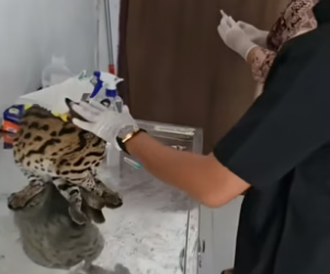 N0405007_A kind couple rescued an injured leopard cat, and then this happened…PART 2