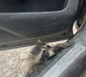 N0405005_A kind family rescued a raccoon that had lost its home, and then…PART 2