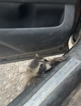 N0405005_A kind family rescued a raccoon that had lost its home, and then…PART 2