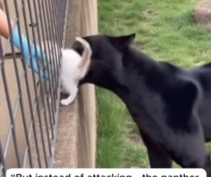 R1305005_A Kitten Fell Into the Black Panther’s Enclosure � PART 2