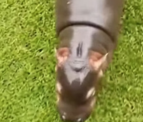 R1305008_He Found a Baby Hippo in His Garden! �� PART 2
