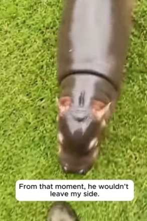 R1305008_He Found a Baby Hippo in His Garden! �� PART 2