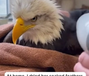 R1305010_The Eagle Who Never Forgot Her Rescuer �❤️PART 2