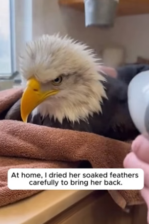 R1305010_The Eagle Who Never Forgot Her Rescuer �❤️PART 2