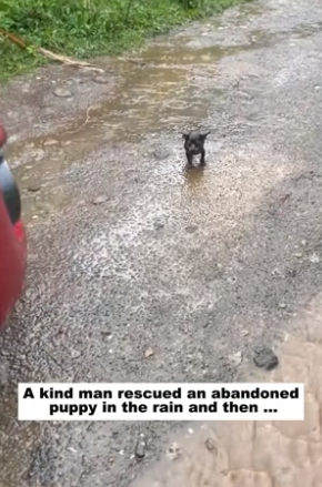 D1105024_A kind man rescued an abandoned puppy in the rain and then this happened…PART 2