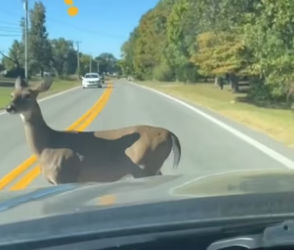 D1105023_A mother deer blocked a kind couple’s car all to save…PART 2