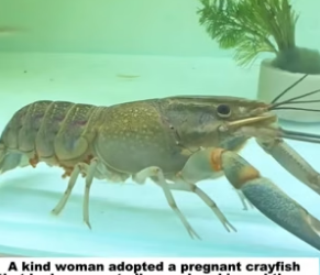 D1105022_A kind woman adopted a pregnant crayfish that had unexpectedly wandered in and then…PART 2