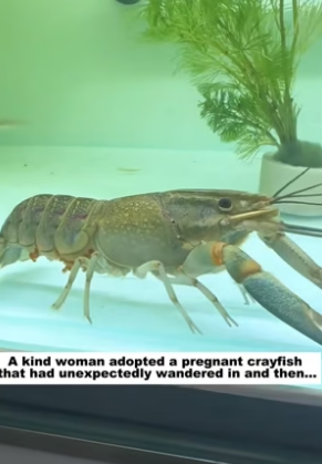 D1105022_A kind woman adopted a pregnant crayfish that had unexpectedly wandered in and then…PART 2