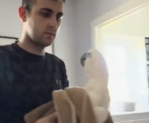 D1105016_A kindhearted family rescued a trapped parrot and it turned out to be a…PART 2