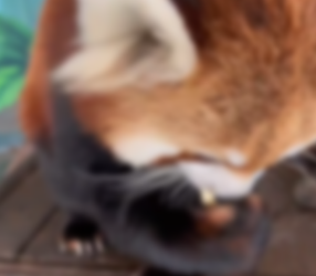 D1105018_A red panda that escaped from a zoo was taken in by a group of girls and then…PART 2