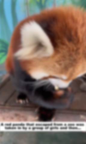 D1105018_A red panda that escaped from a zoo was taken in by a group of girls and then…PART 2
