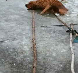 P1305014_Je trouve un chien coincé sur la glace et on tente le sauvetage ��PART 2