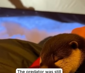 C2704007_I saved a Baby Otter. (Wait for the gift!) �� PART 2