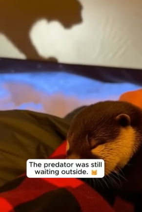 C2704007_I saved a Baby Otter. (Wait for the gift!) �� PART 2