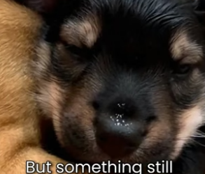 S1105023_He Wasn’t A Dog � PART 2