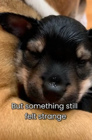 S1105023_He Wasn’t A Dog � PART 2