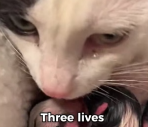 S1105022_Pregnant Cat Cries For Help And I End Up Raising Her Kittens PART 2