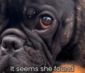 S1105021_French Bulldog Rescues Abandoned Kitten PART 2
