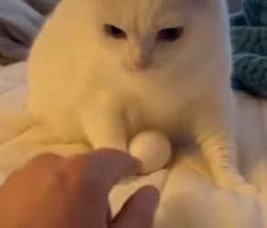 R1305013_The Cat Adopted a Baby Penguin �❤️PART 2