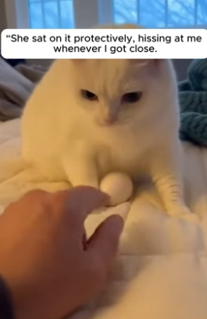 R1305013_The Cat Adopted a Baby Penguin �❤️PART 2