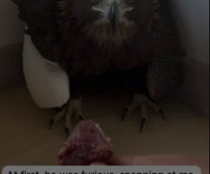 R1305014_A Wild Eagle Fell From the Sky � PART 2