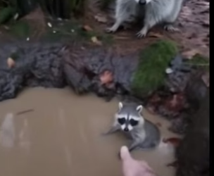 B2804005_A mother Raccoon Came to my door for help PART 2